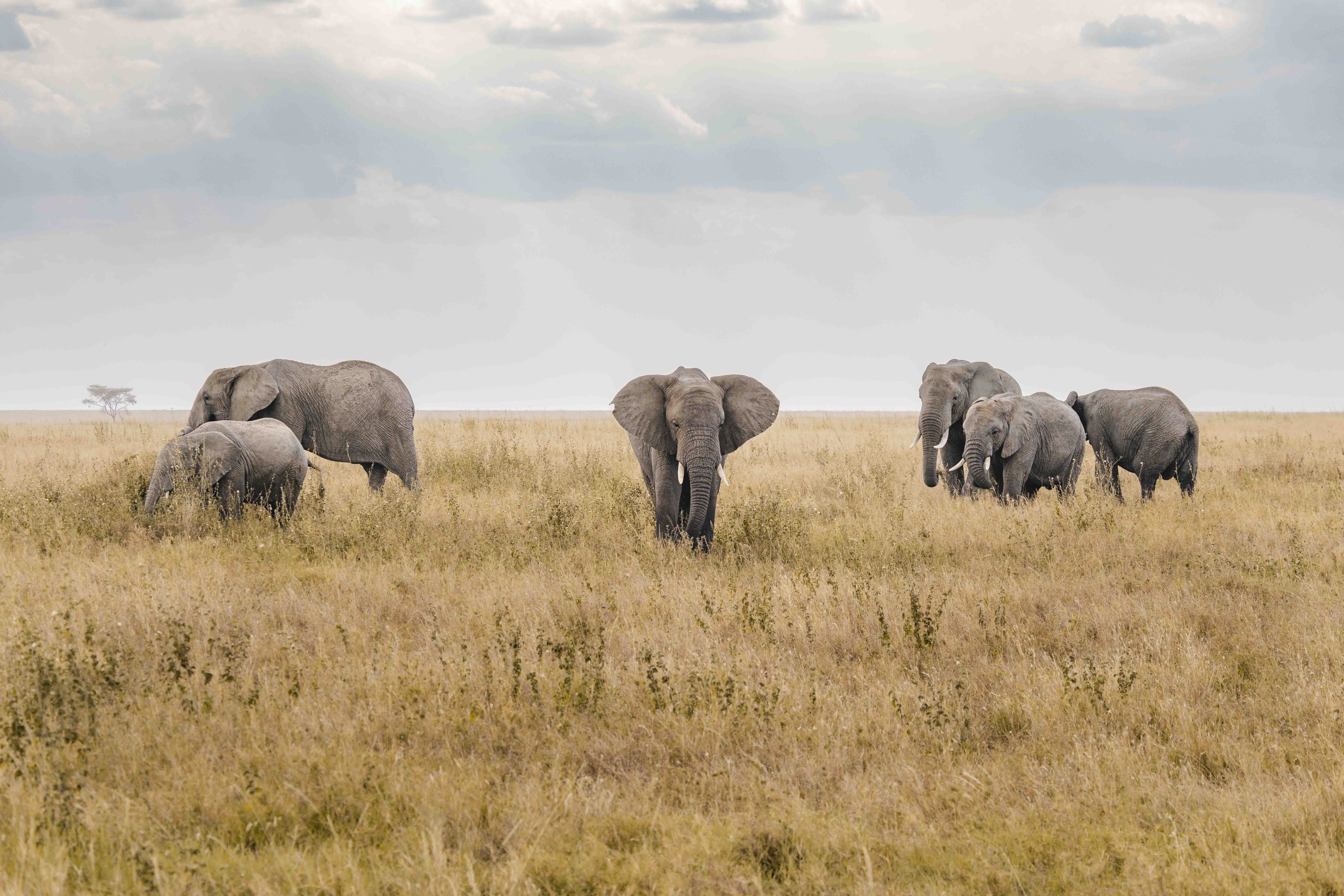 Nature and Wildlife photograph