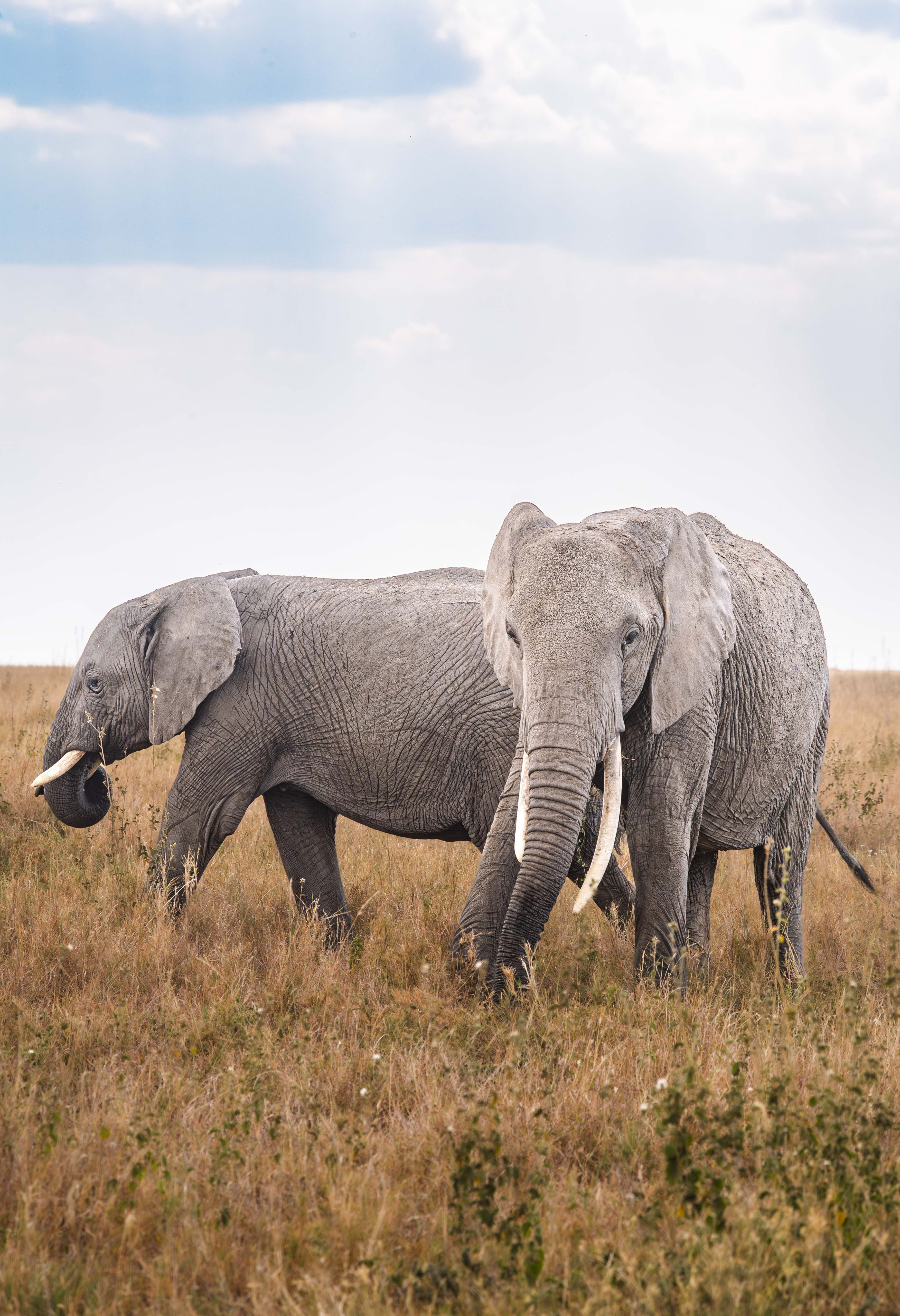 Nature and Wildlife photograph