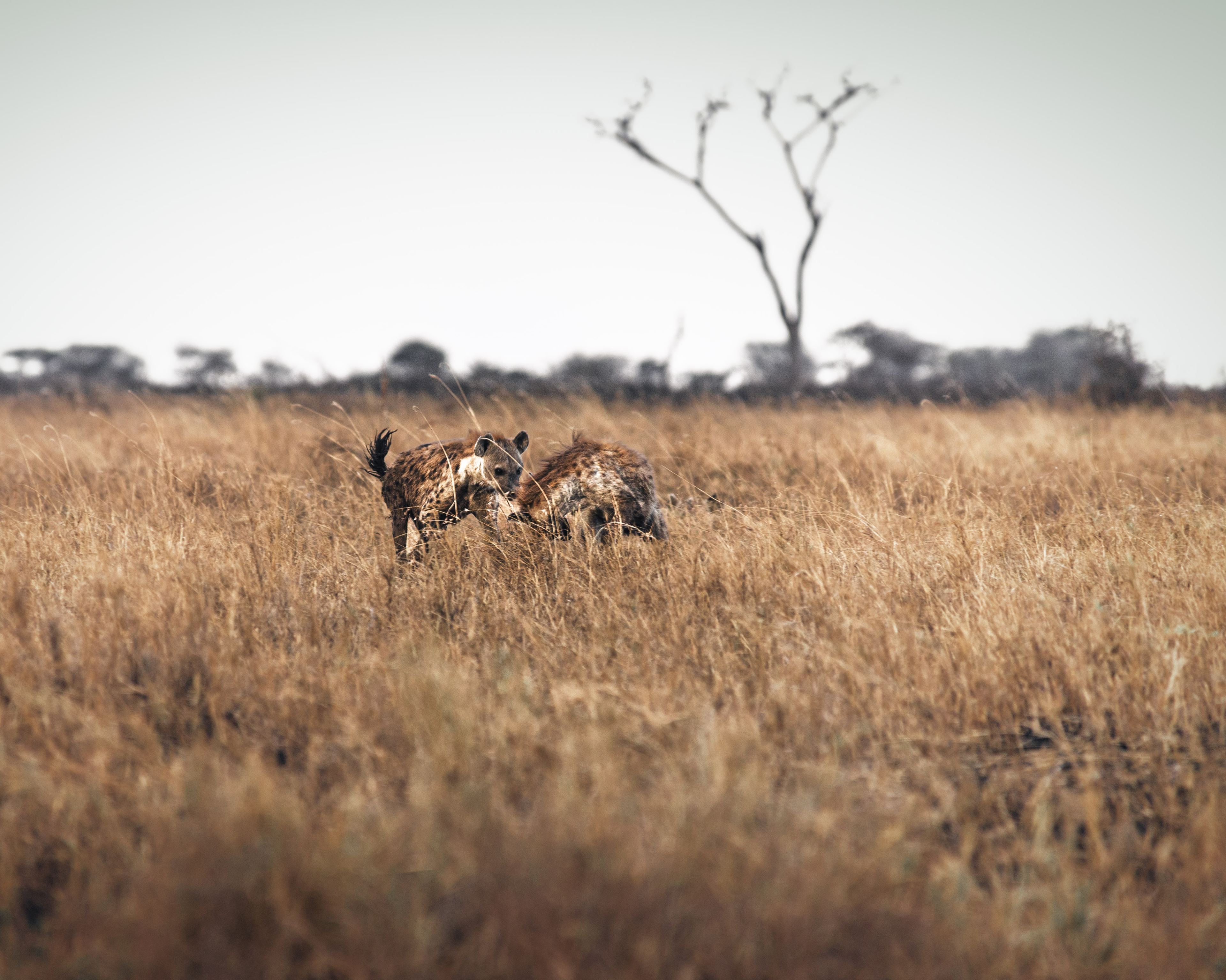 Nature and Wildlife photograph 14