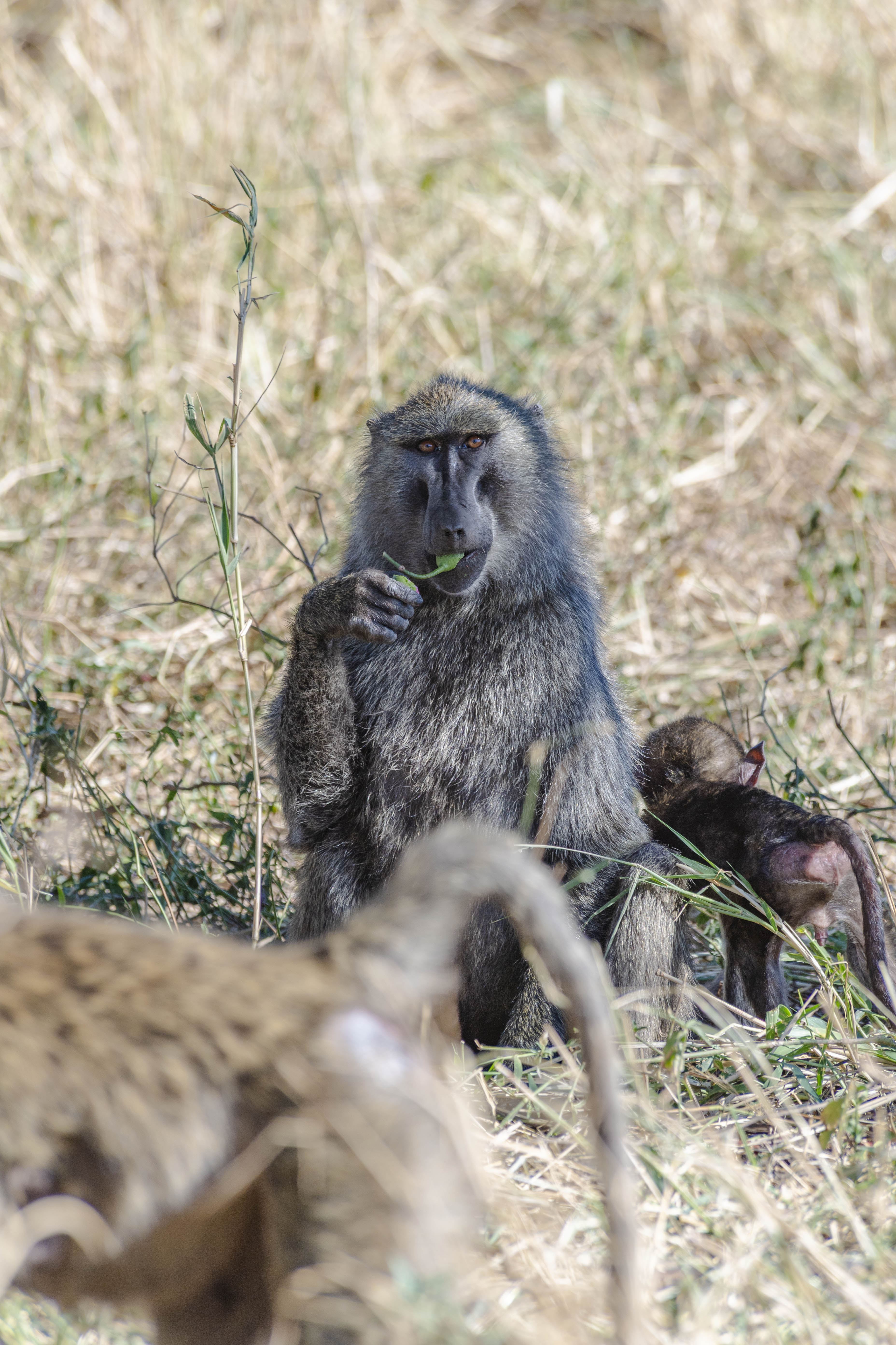 Nature and Wildlife photograph