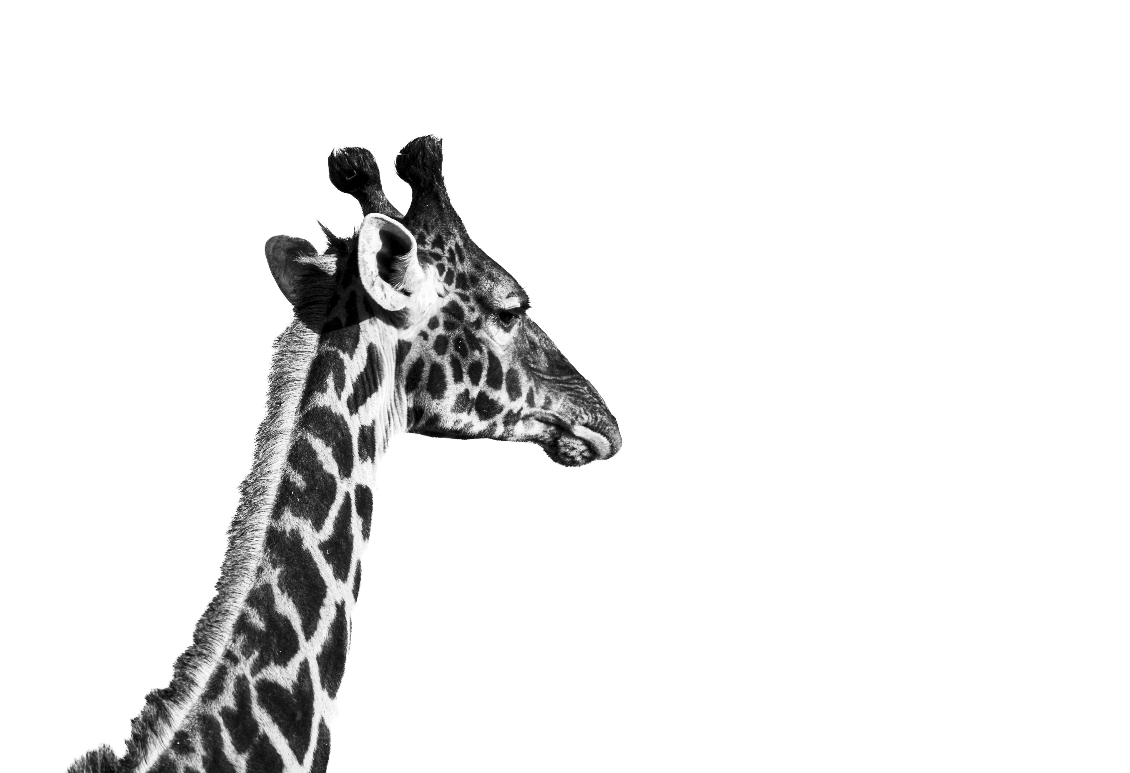 Nature and Wildlife photograph 19