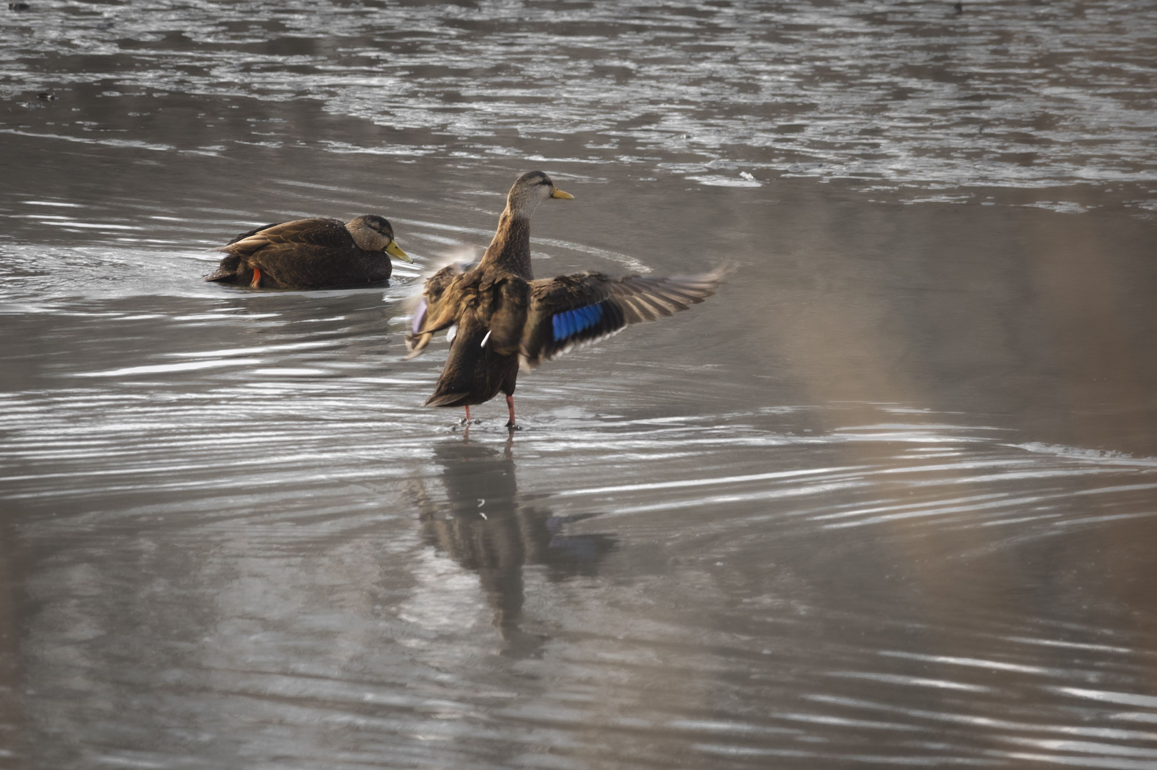 Nature and Wildlife photograph 27