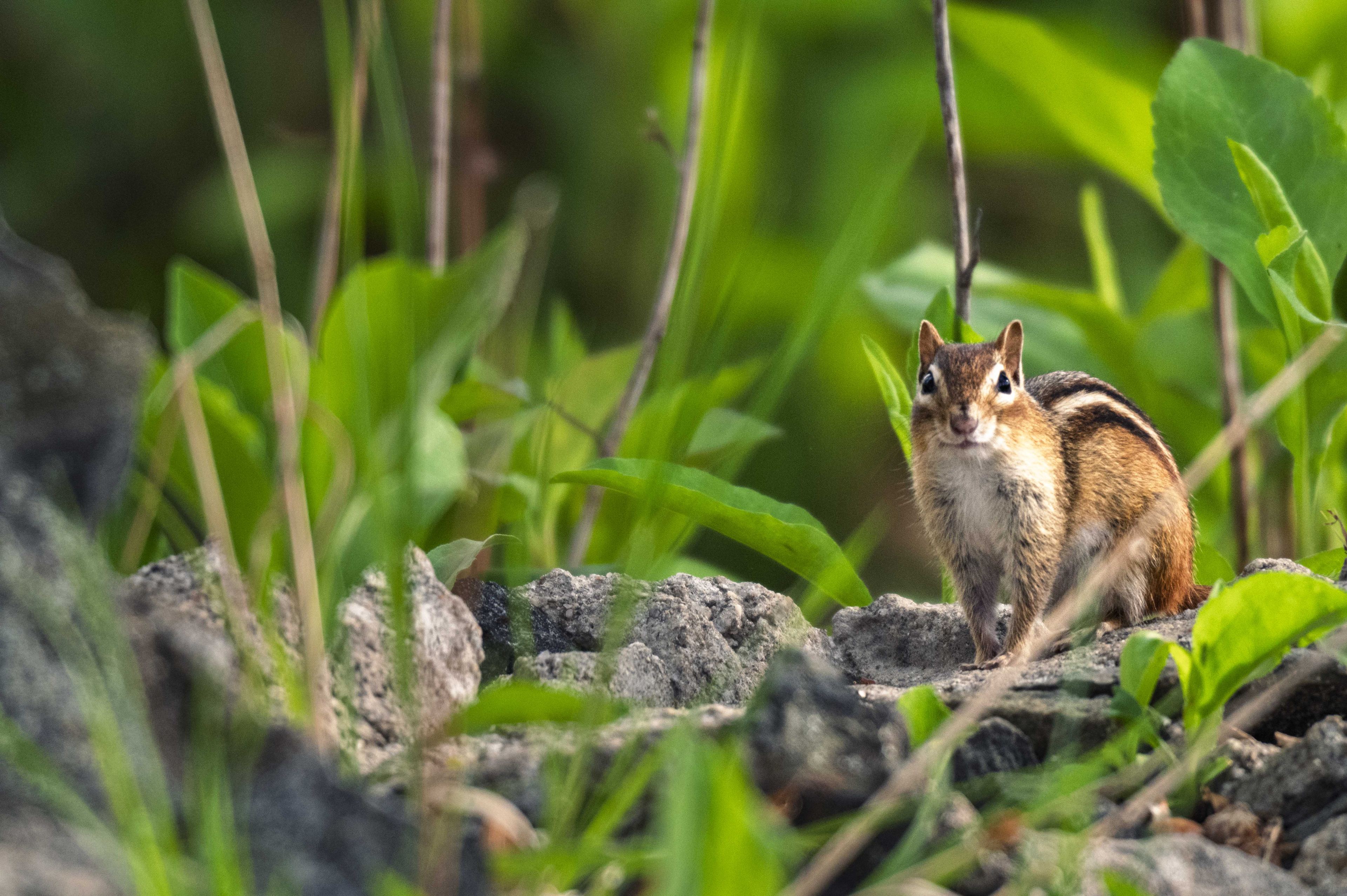Nature and Wildlife photograph 31