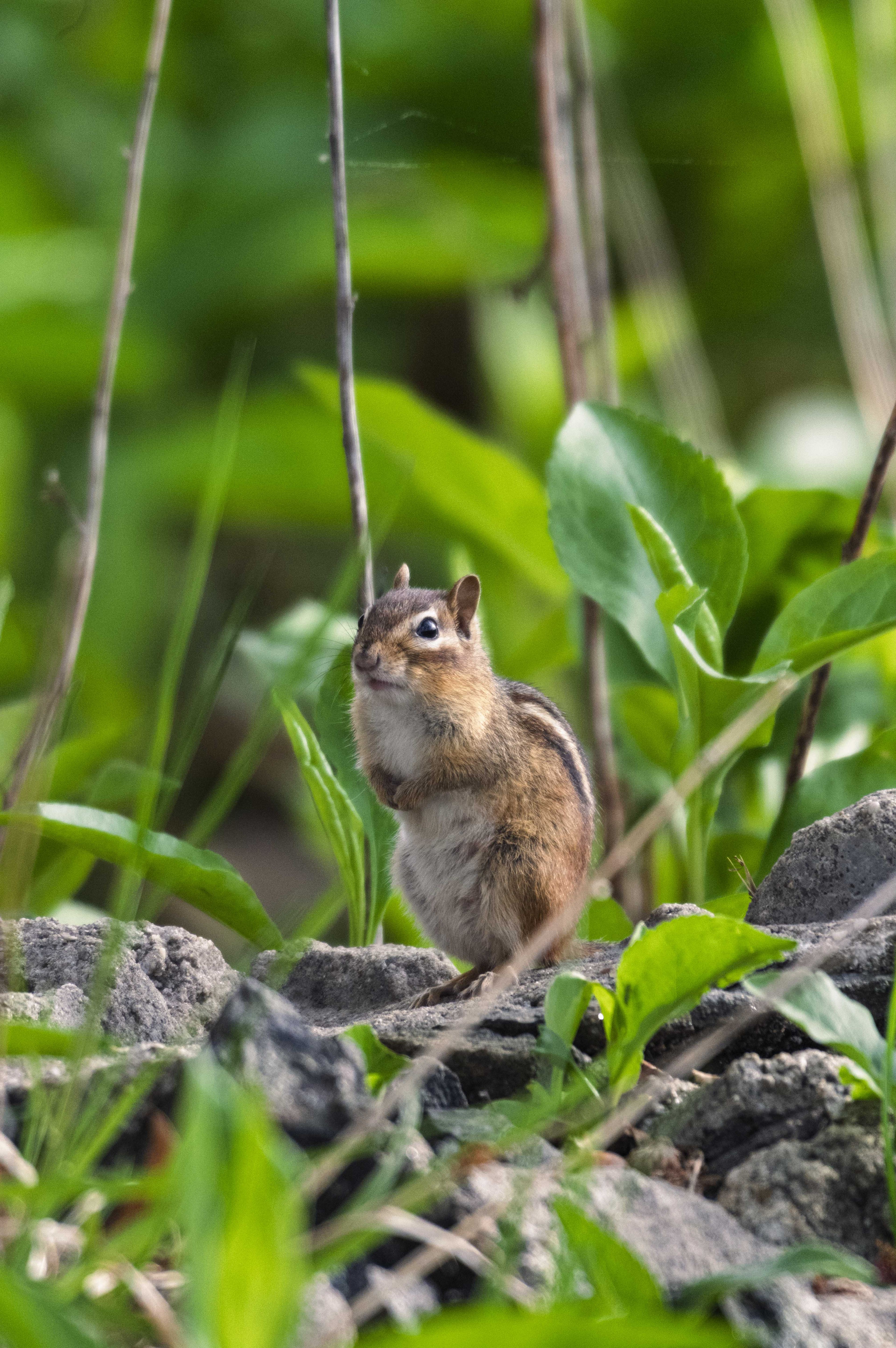 Nature and Wildlife photograph 32