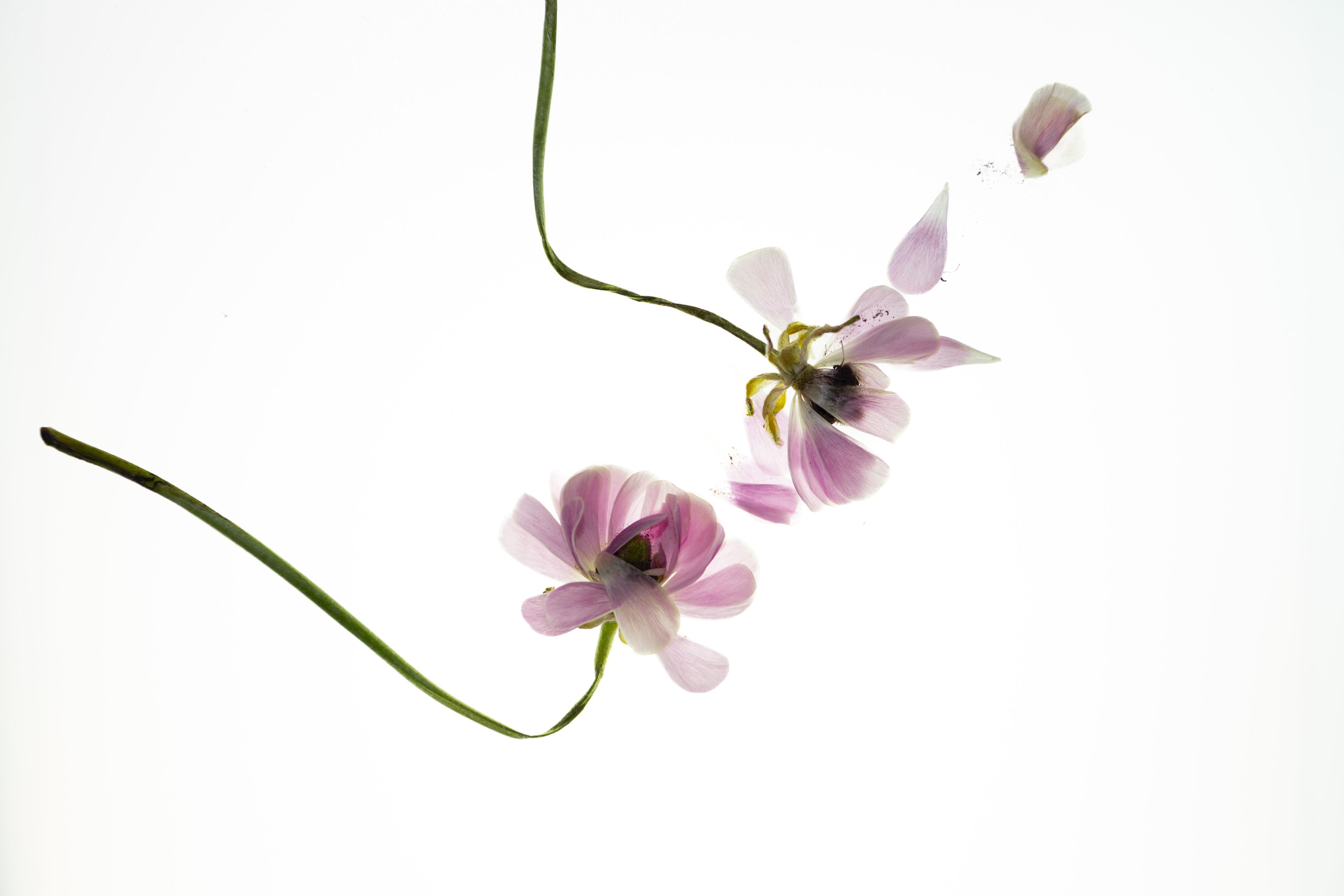 Nature and Wildlife photograph 4