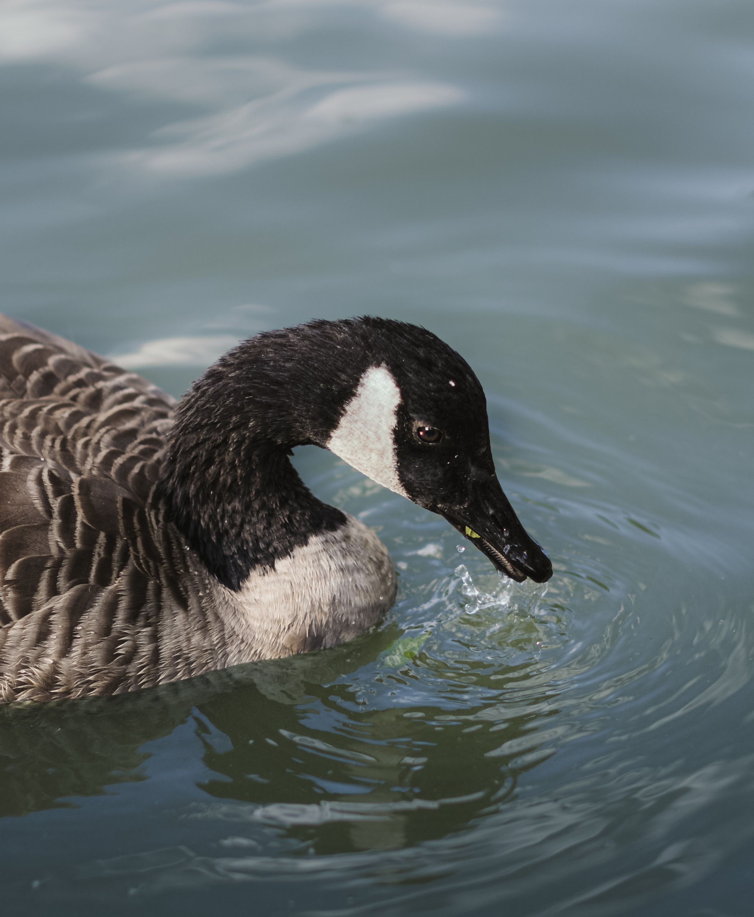 Nature and Wildlife photograph 43