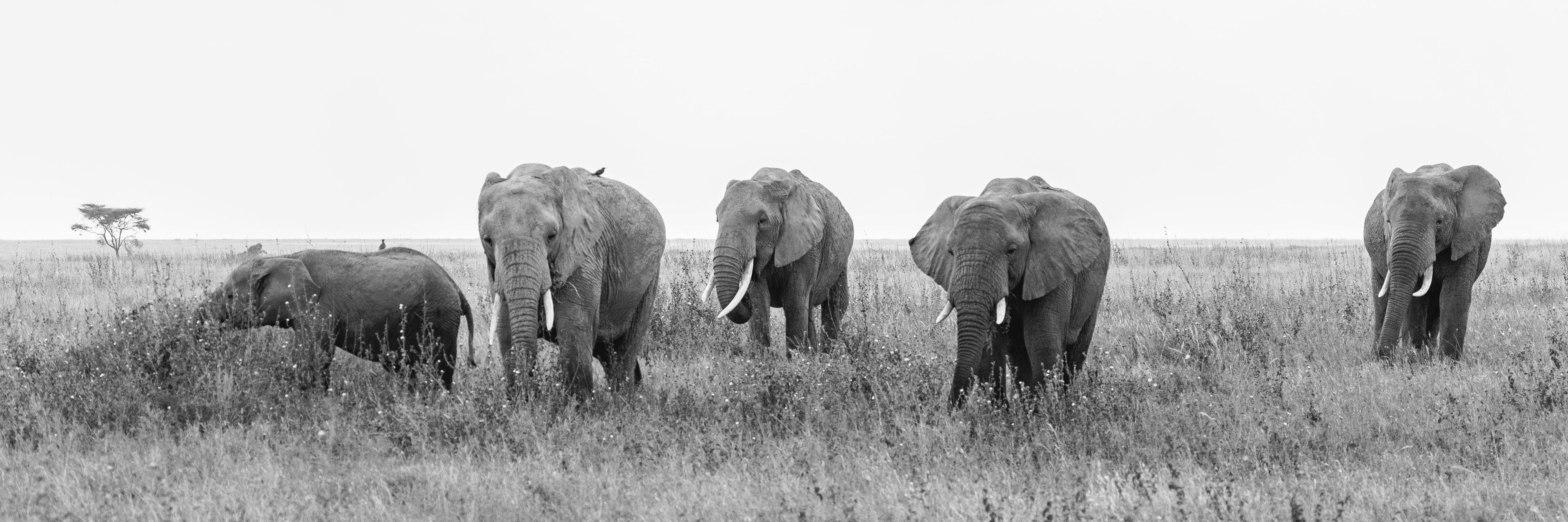 Nature and Wildlife photograph 9