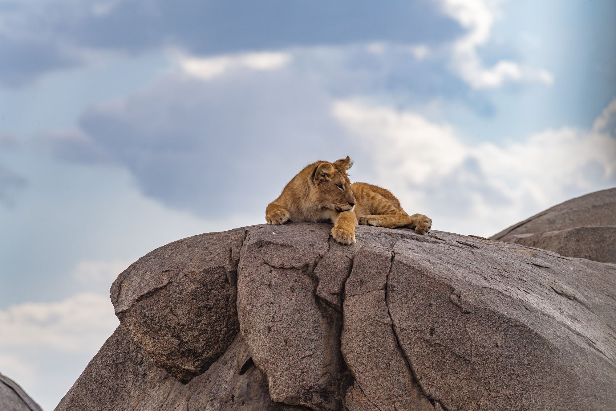 Nature and Wildlife photograph