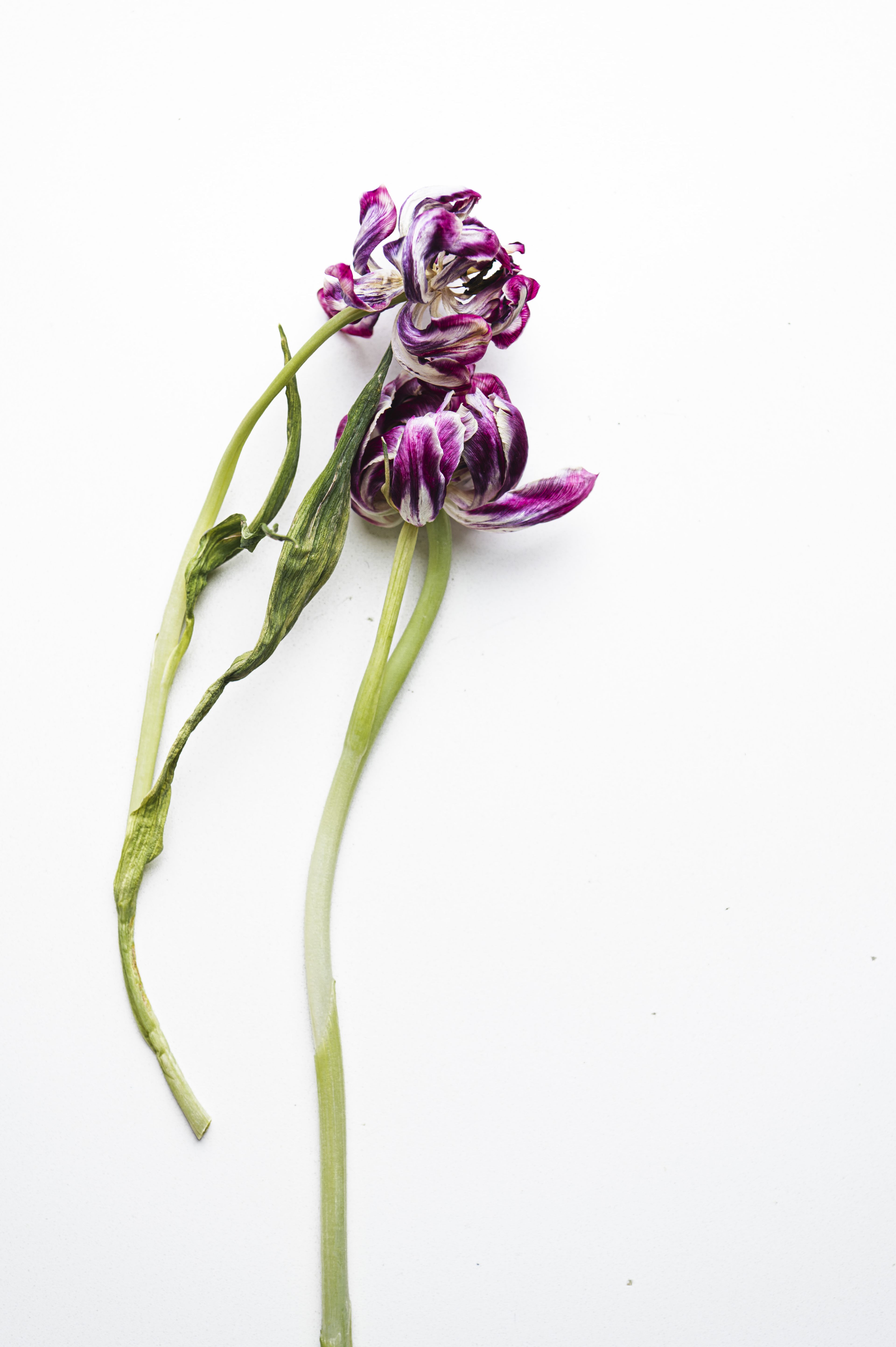 Still Lifes and Food photograph 22