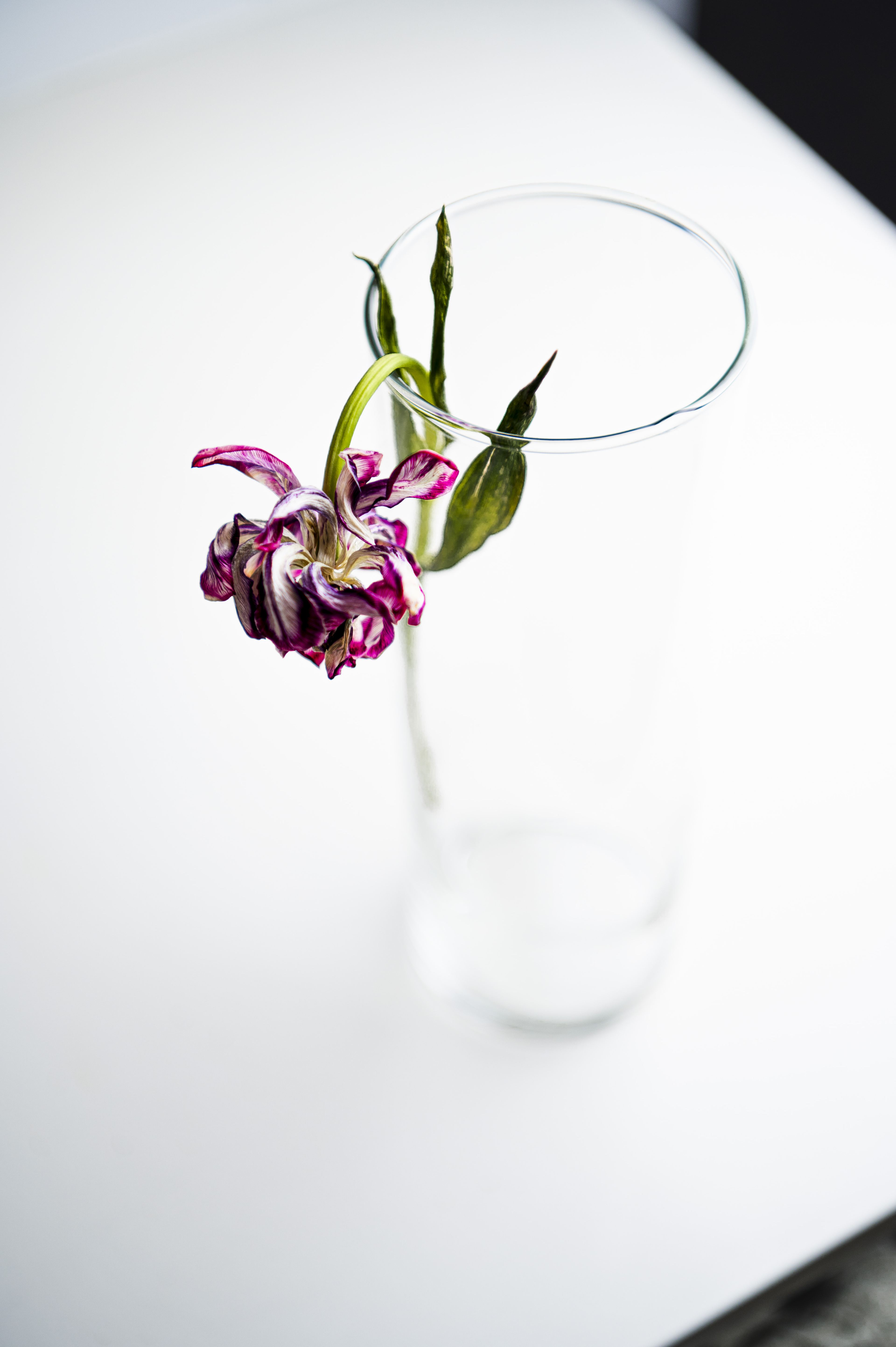 Still Lifes and Food photograph 25