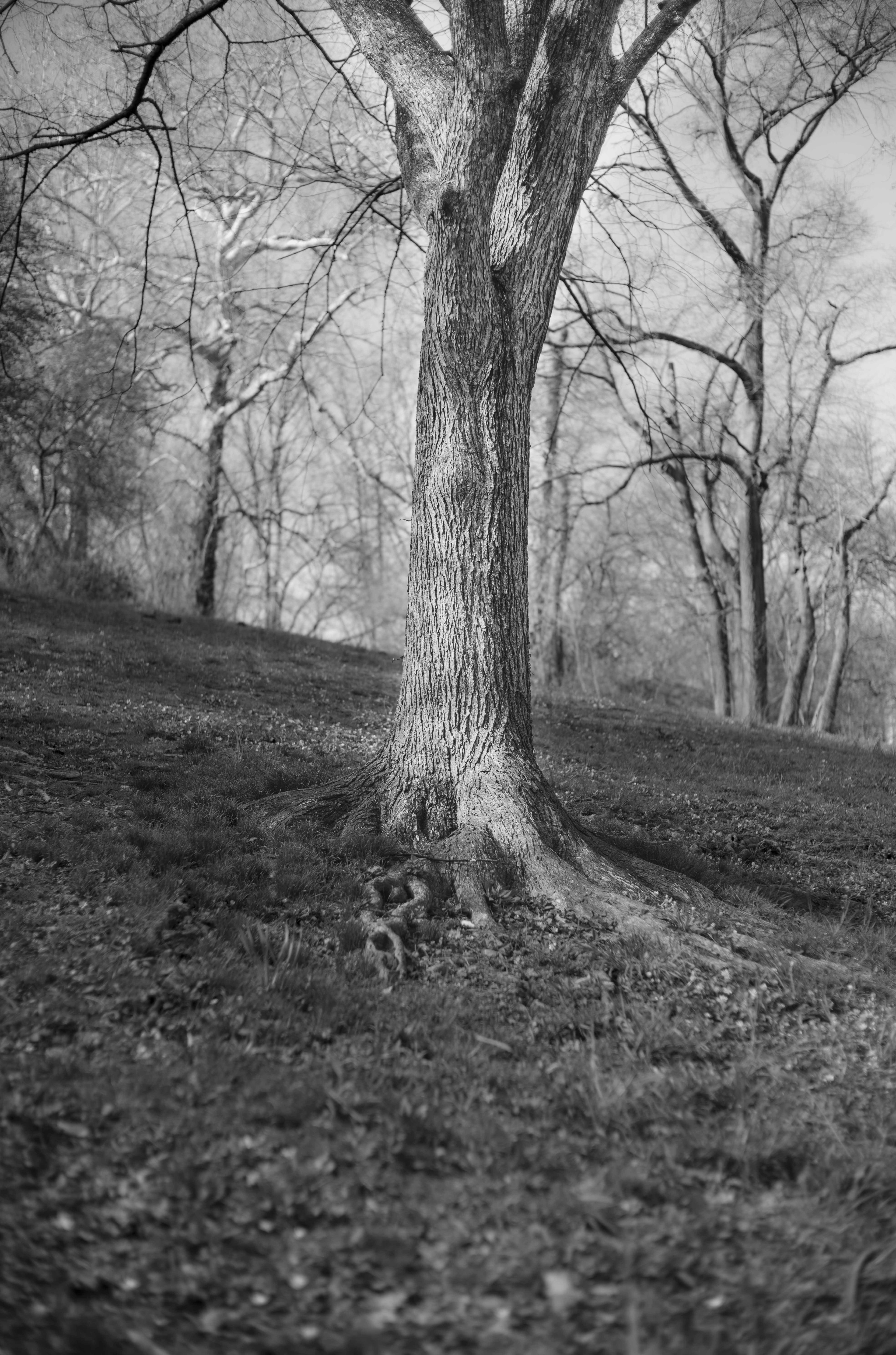 Trunks photograph 1