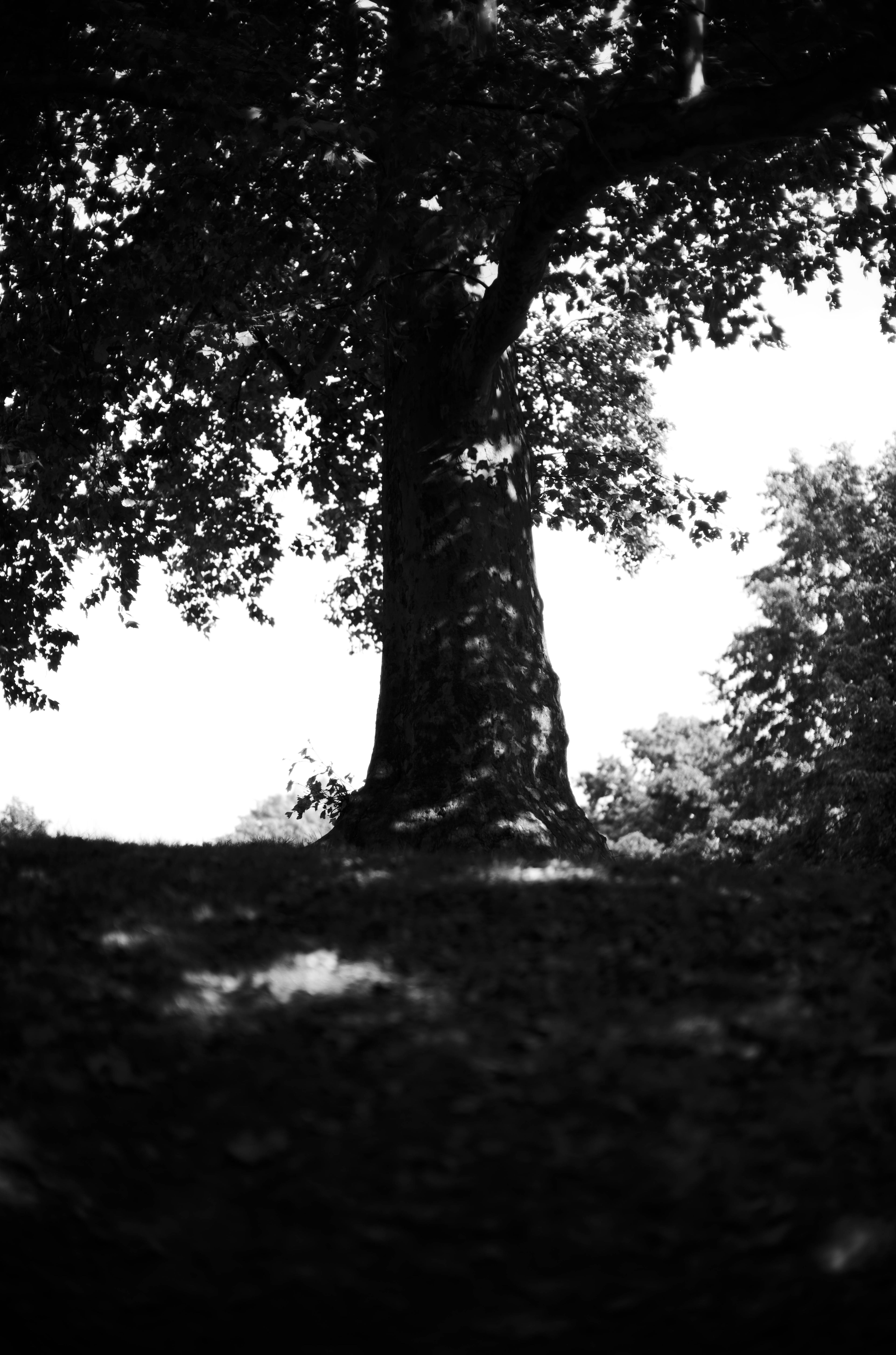 Trunks photograph 10