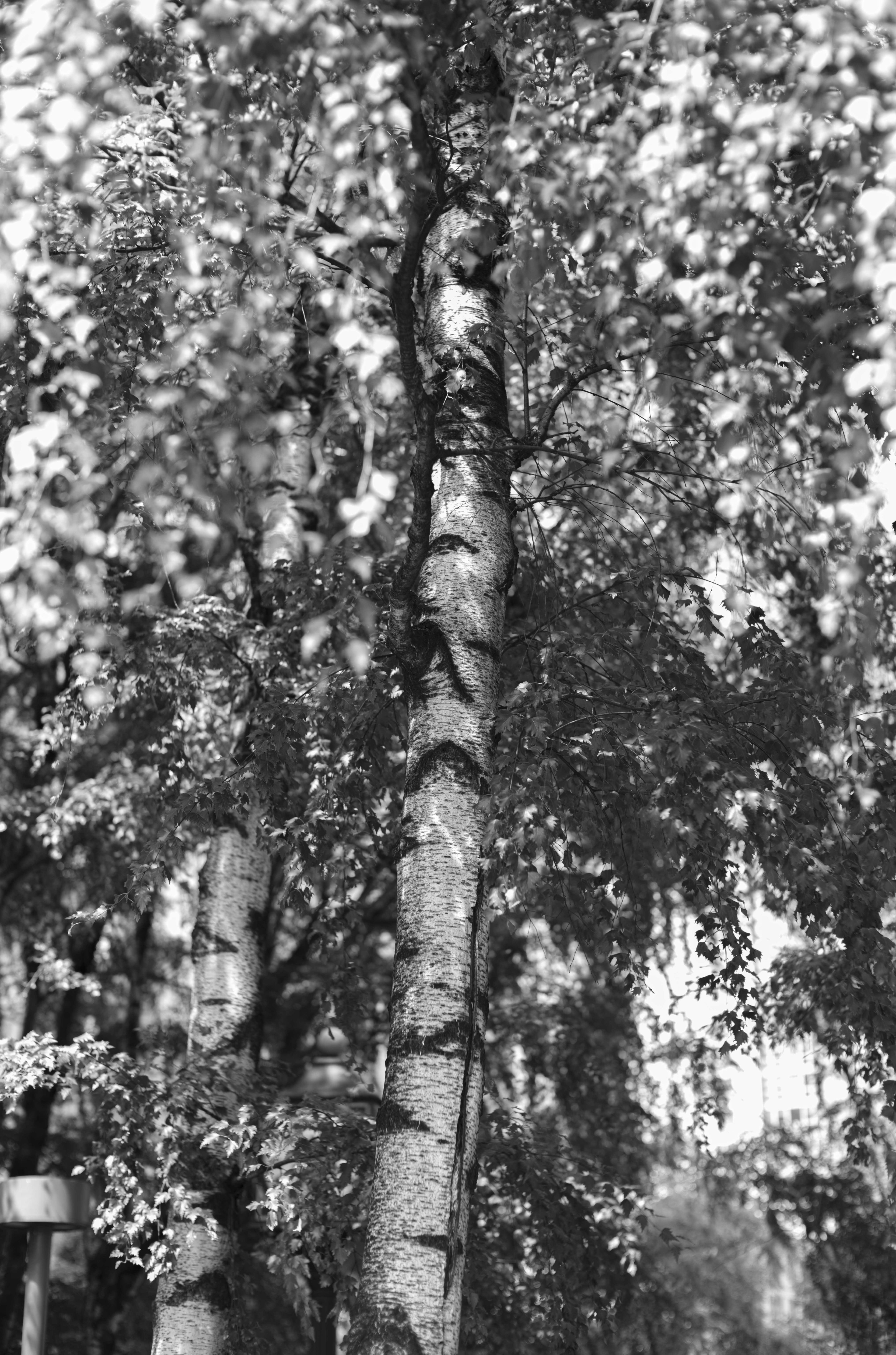 Trunks photograph 12