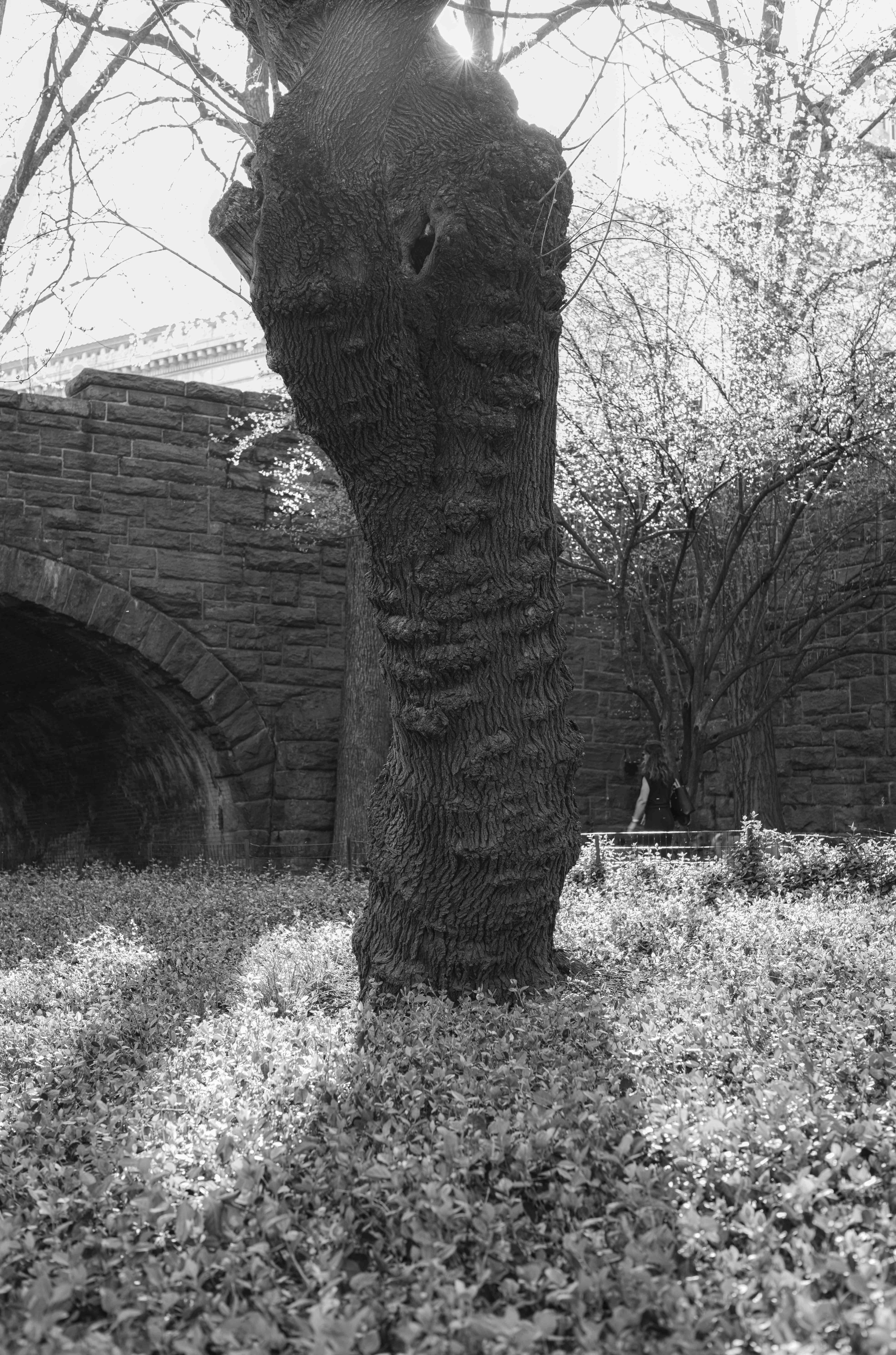 Trunks photograph 2