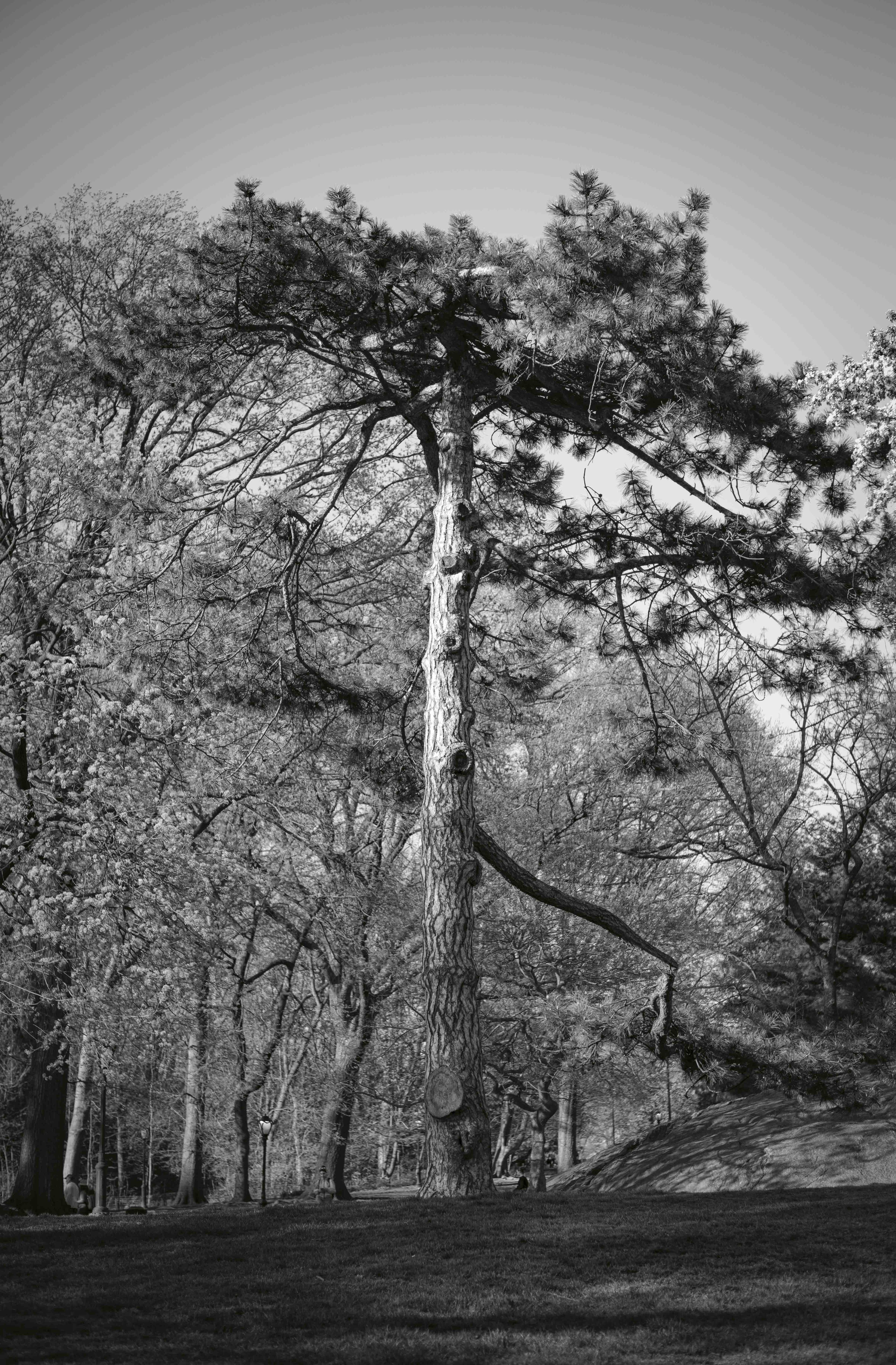 Trunks photograph 3