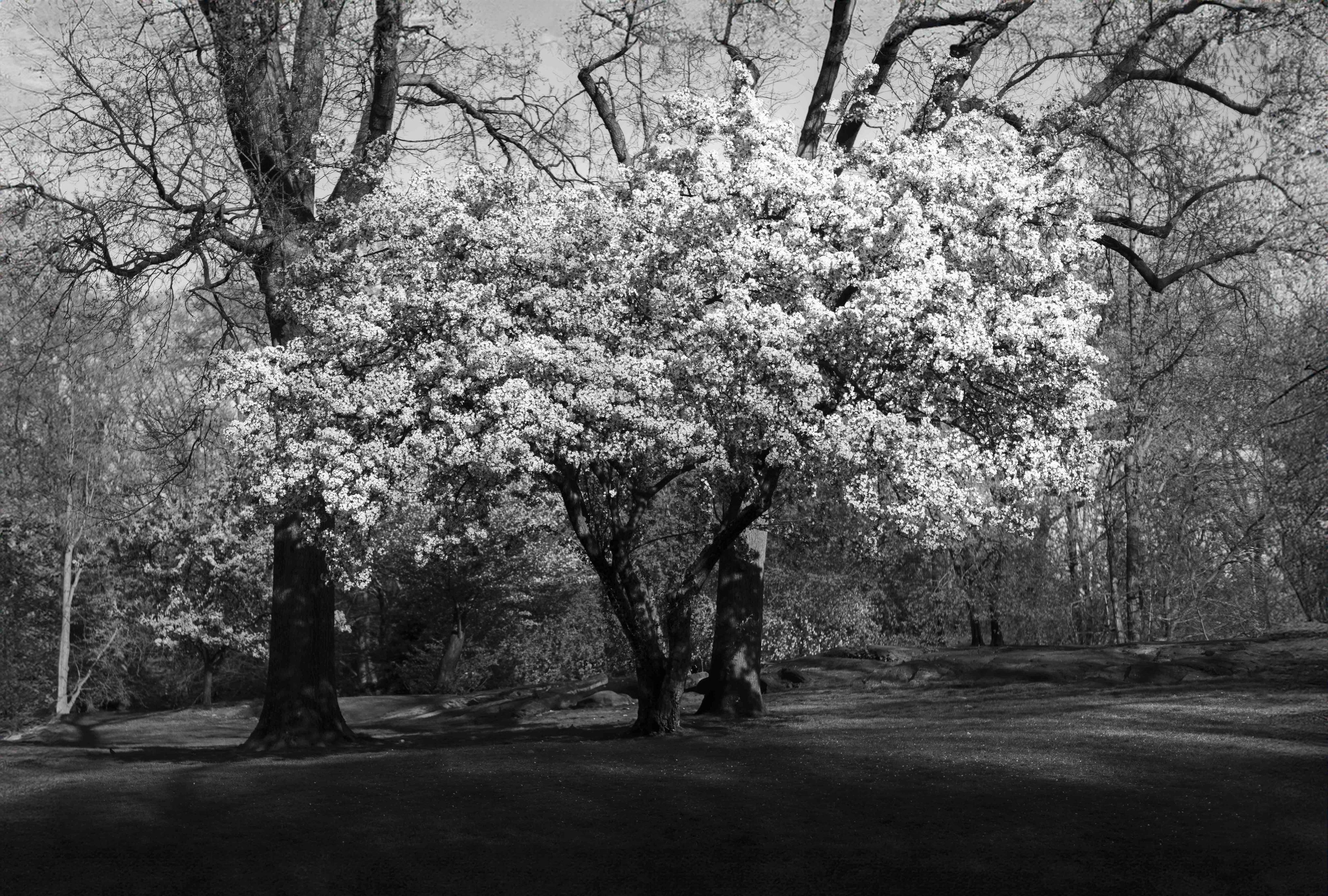 Trunks photograph 4