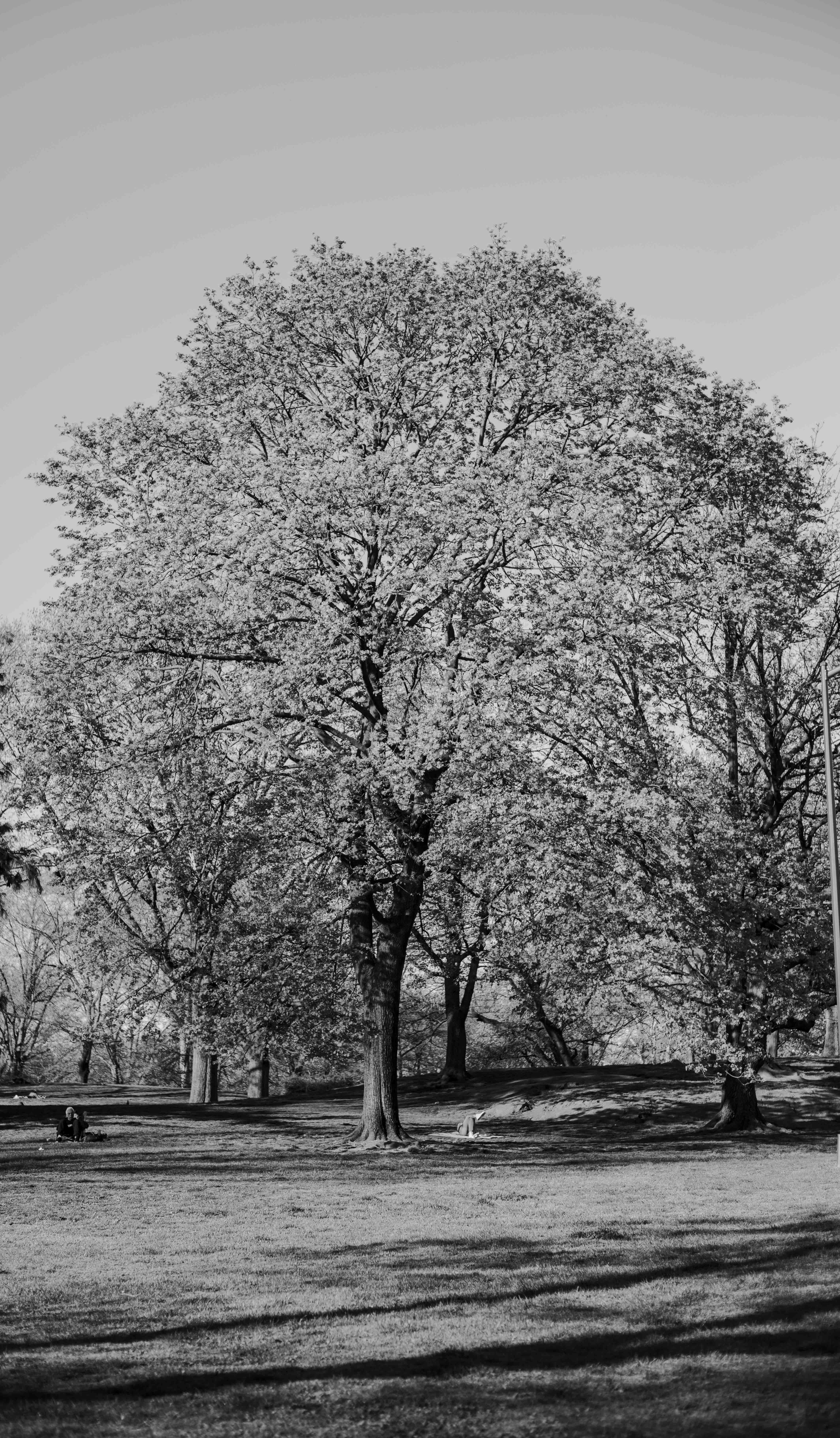 Trunks photograph 5