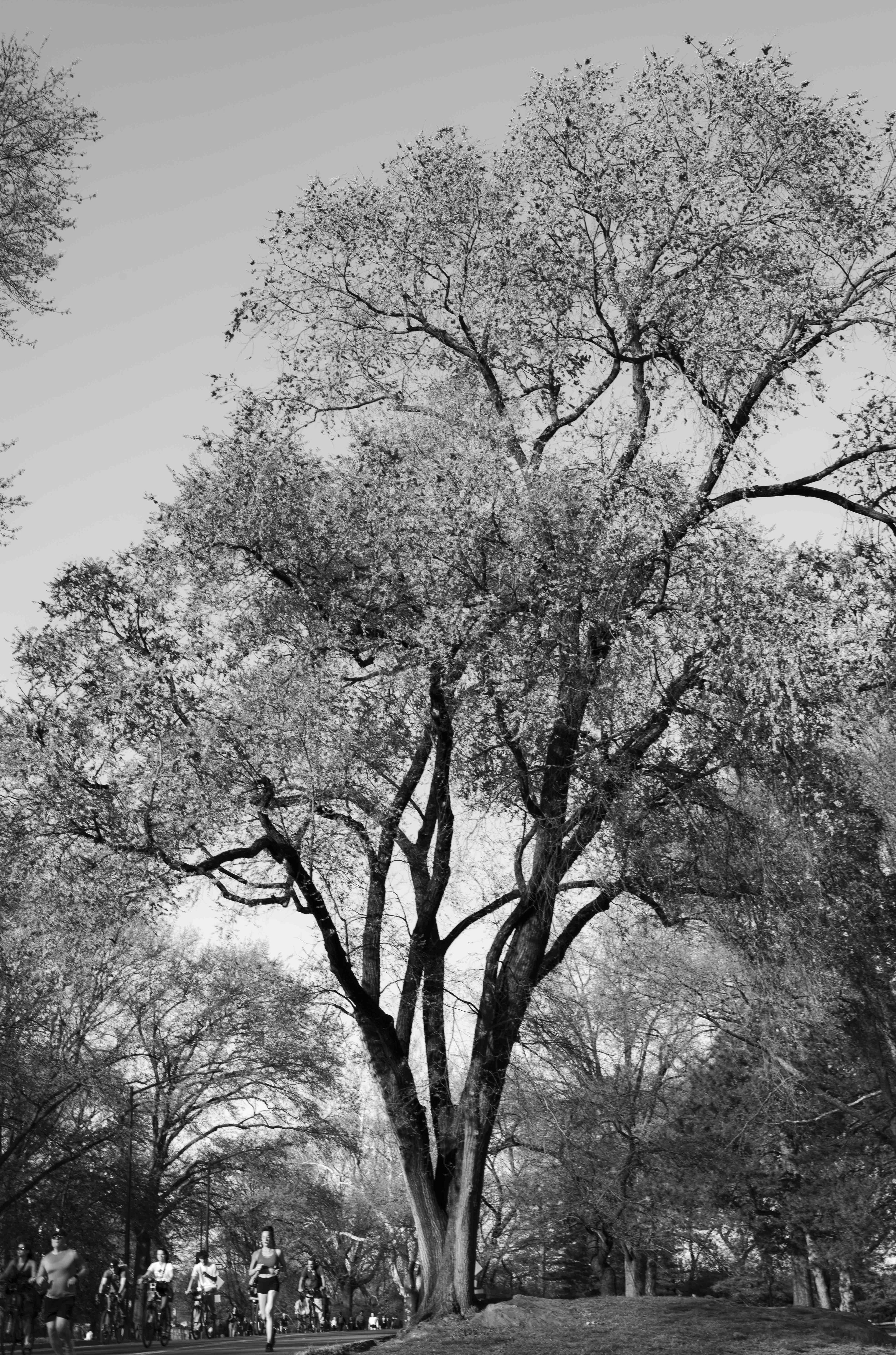 Trunks photograph 6