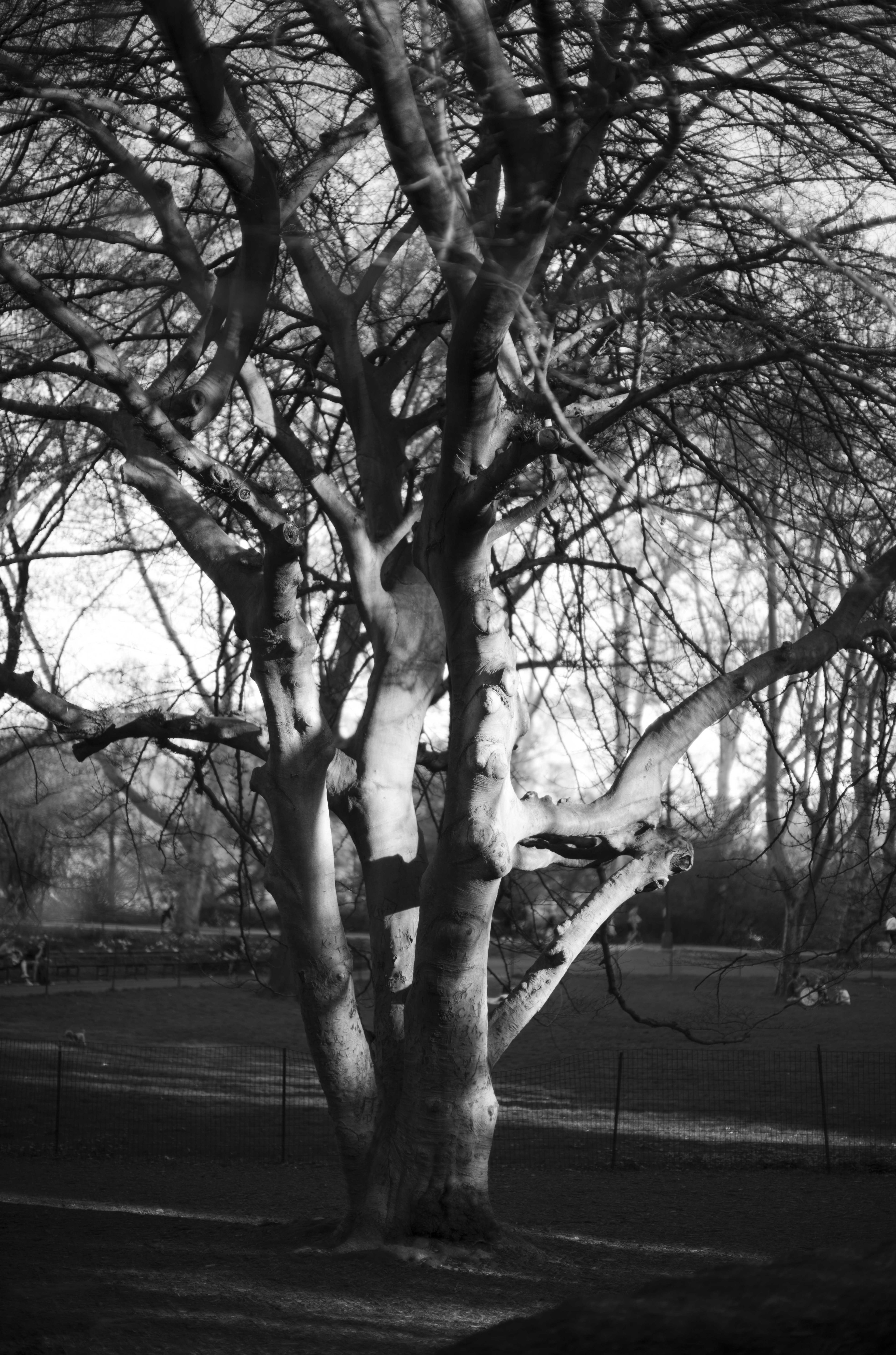 Trunks photograph