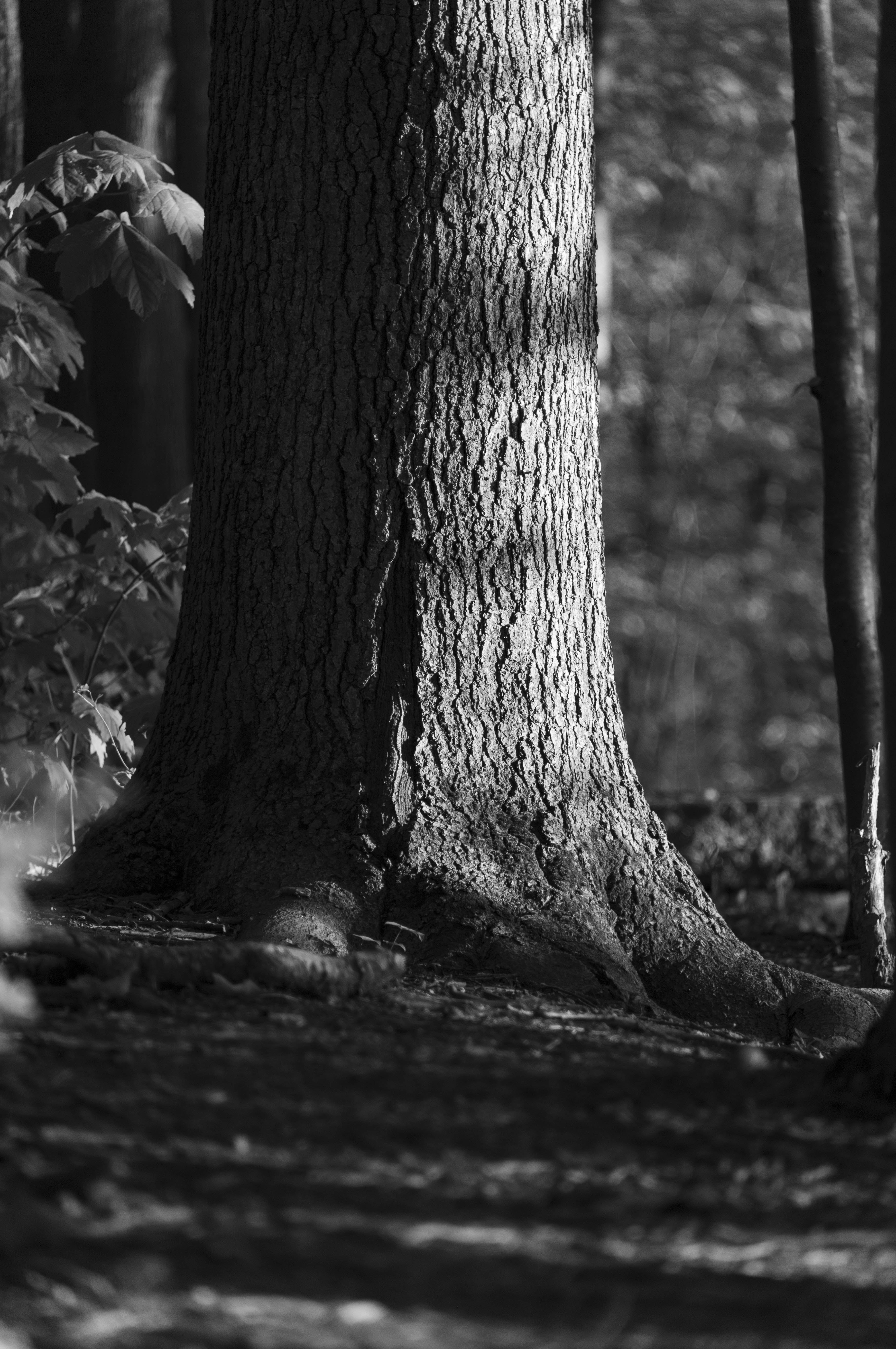 Trunks photograph 8