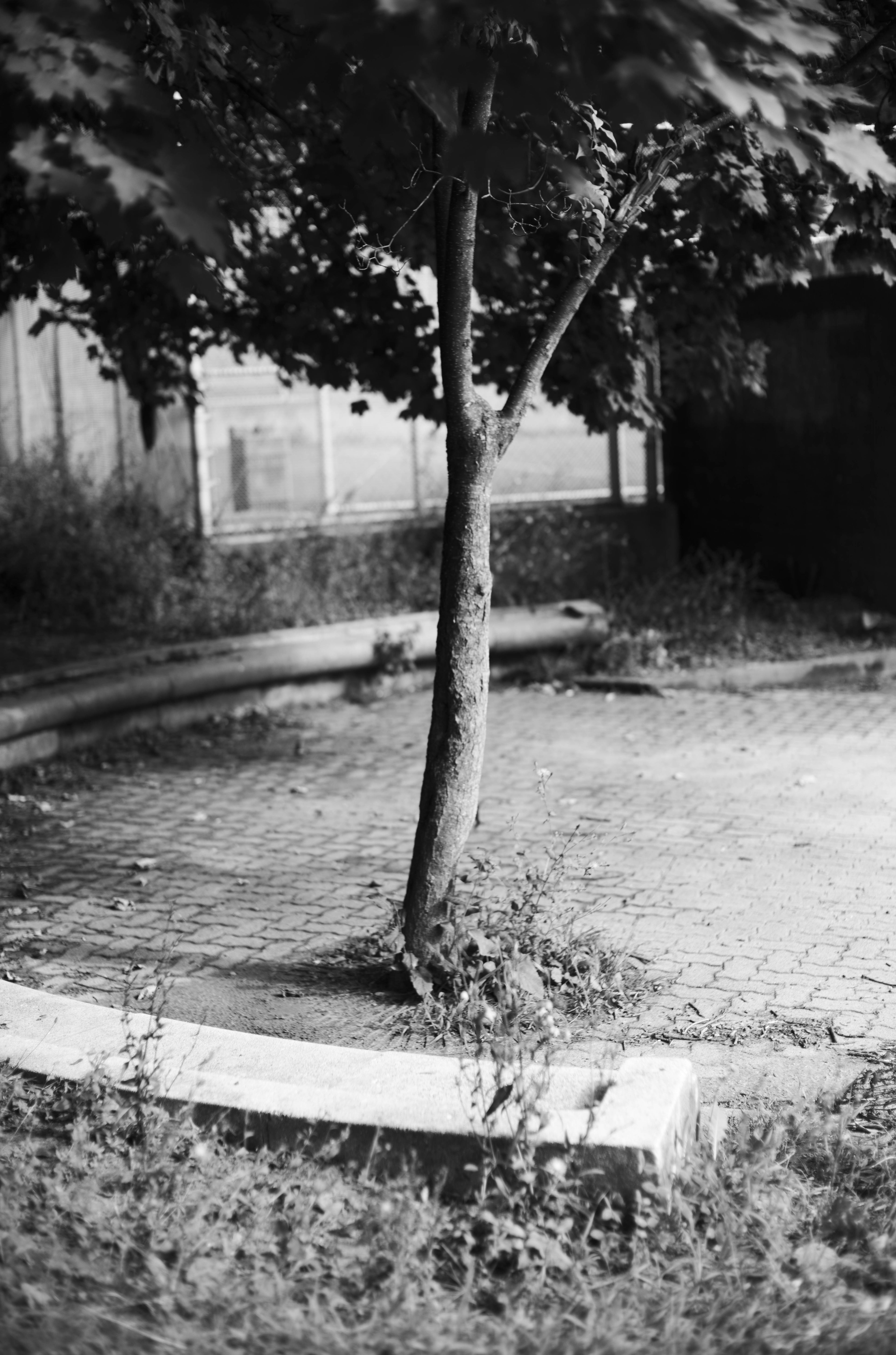 Trunks photograph 9